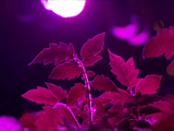 Luzes LED de cultivo