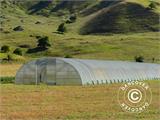 Commercial greenhouse tunnel, 10x15x3.7 m, Transparent